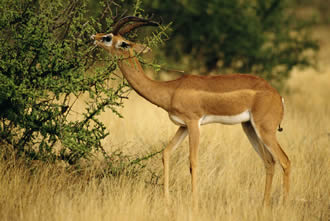 gerenuk