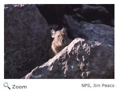 American Pika