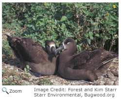 Black-footed Albatross