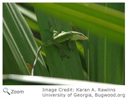 Green Anole