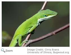 Green Anole