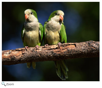 monk parakeet