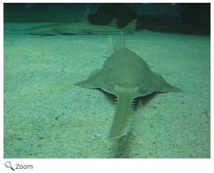 Green Sawfish