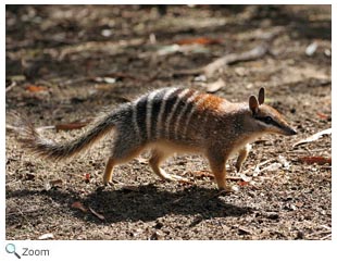 Numbat