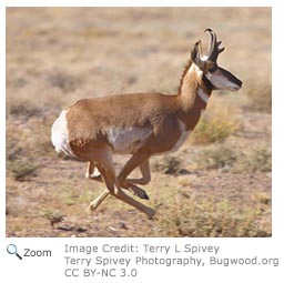 Pronghorn