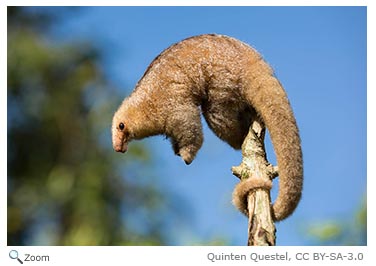 Silky Anteater