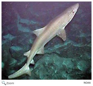 Small-tooth Sand Tiger Shark