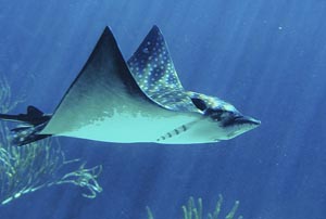 Spotted Eagle Ray