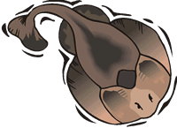 torpedo electric ray